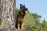 BERGER ALLEMAND 054